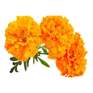 Orange Marigold 1 kg