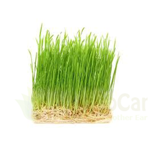 Wheatgrass 100gm
